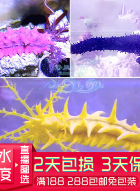 翻砂黑海参黄金海参红海参  滤食海藻净化水质工具活体海水生物