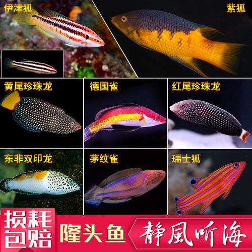 六线龙五线狐珍珠龙鹦鹉龙德国雀