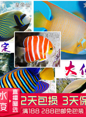 皇后马鞍蓝面纹毛巾蓝纹圈蓝嘴 FOT海水鱼 大仙观赏鱼包开口视频