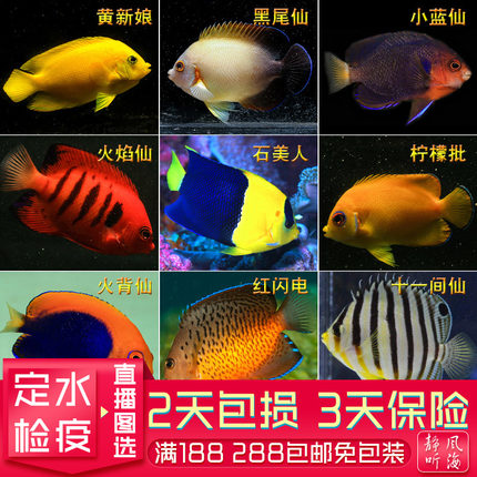 火焰仙石美人火背仙蓝闪电小仙热带海水观赏鱼活体宠物静风听海