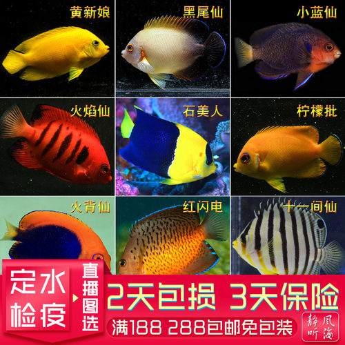 海水观赏鱼火焰仙石美人