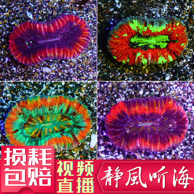 印尼澳洲人工巴厘软体lps珊瑚