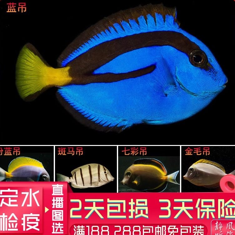 蓝吊粉蓝调七彩吊天狗吊金毛蓝点斑马西瓜独角观赏鱼活体海水生物