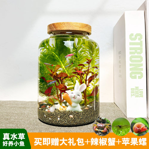 玻璃免换水微景观生态瓶