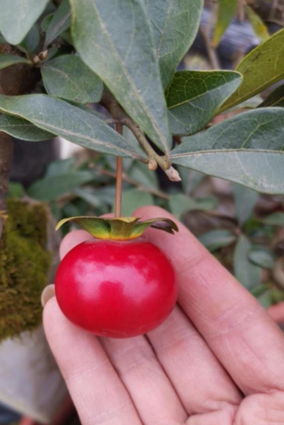 金弹子柳叶血红大车厘子果品种嫁接桩