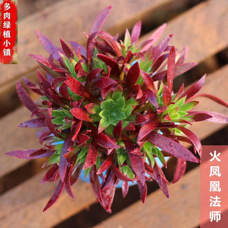 法师新三仙孔雀火凤凰多肉法师群生手捧花贵货多肉植物老桩绿植