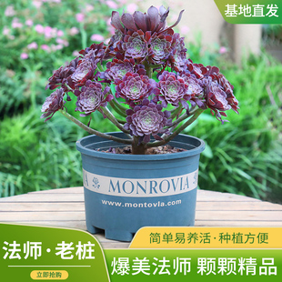 特价 法师多肉黑法师 红覆轮多肉植物 室内桌面小盆栽