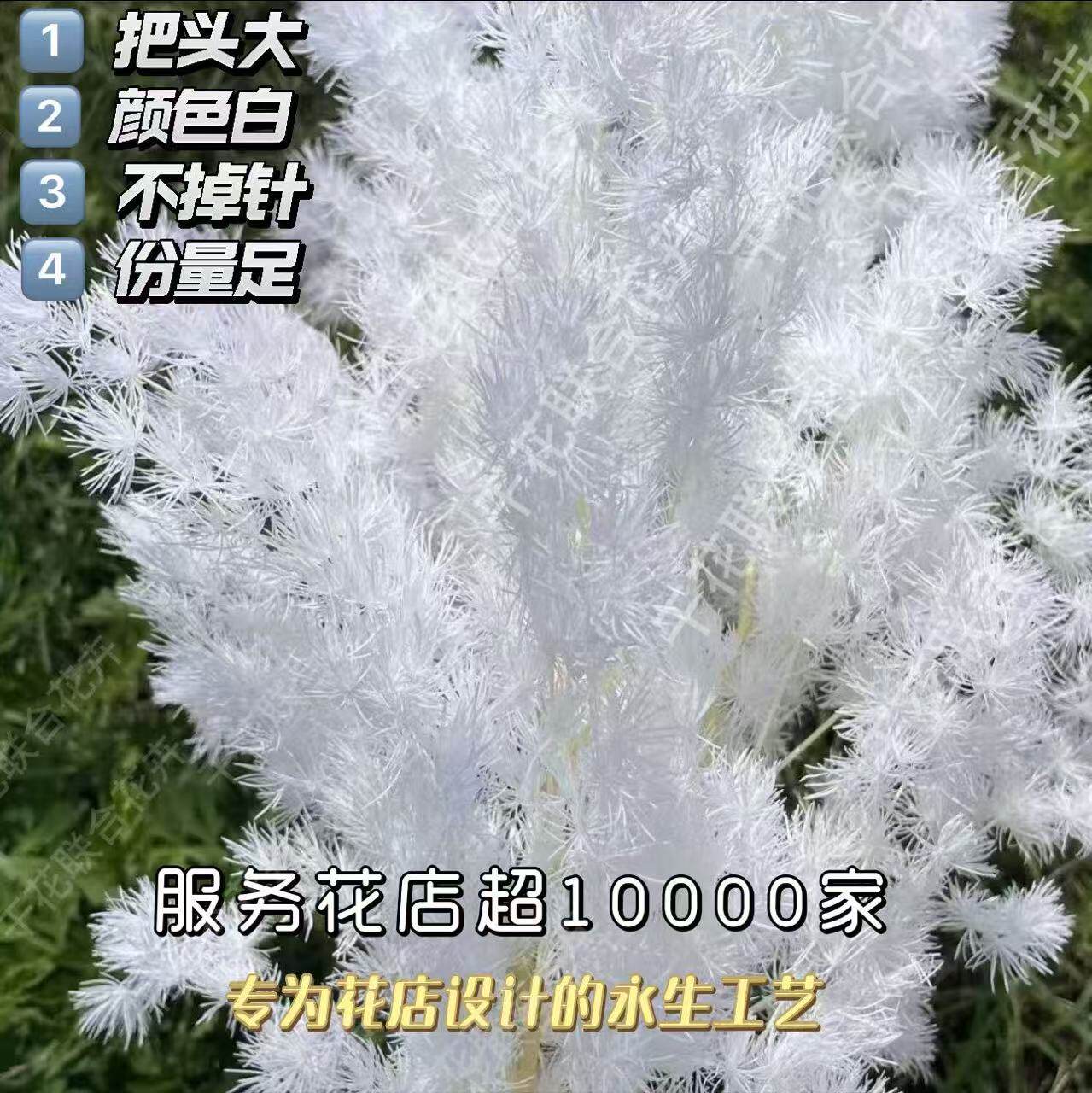 永生花蓬莱松干花家居网红礼物花材婚庆节庆用品场景布置花束花材