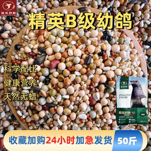 精英B幼鸽粮豌豆红高粱小麦鸽子食粮专用粮食50斤 包邮