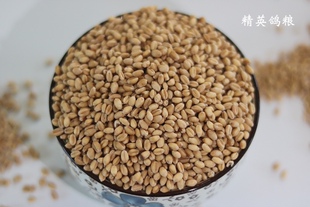 精英鸽粮 种子级别小麦 原粮鸽子饲料麦子50斤包邮