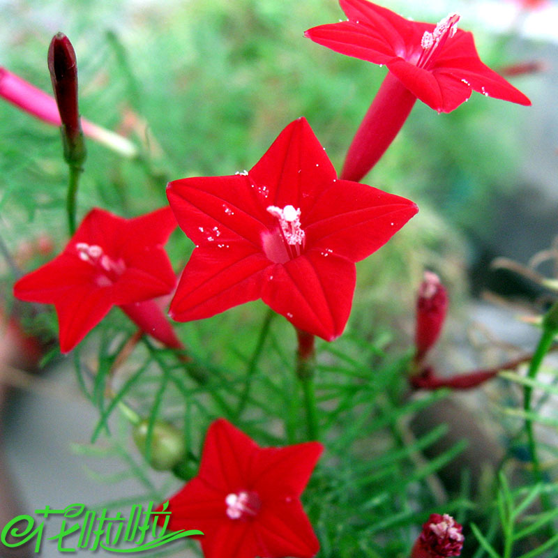 羽叶茑萝种子四季易种活庭院阳台盆栽爬藤攀援植物五角星花种籽子