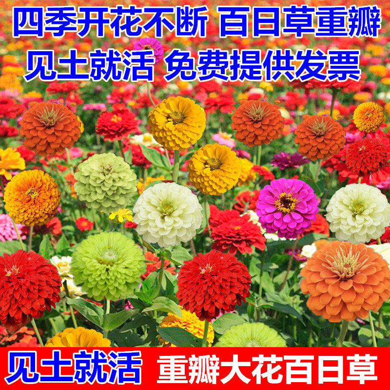 花种子春季种百日草种子室外庭院花坛园艺四季种易活开花不断花籽