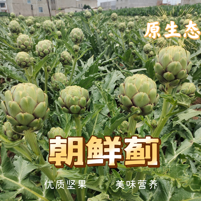 新鲜洋蓟蔬菜产地现摘500克装