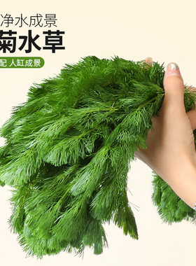蜈蚣草水草植物养龟鱼缸造景草缸净水火山石绿植新手绿菊后景草