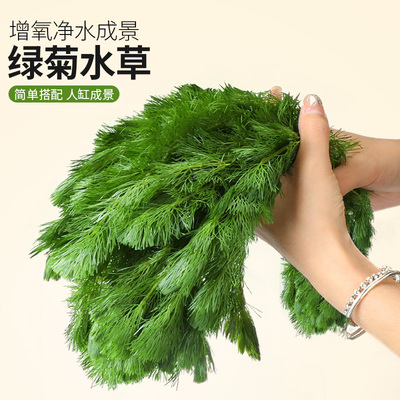 蜈蚣草水草植物养龟鱼缸造景草缸净水火山石绿植新手绿菊后景草