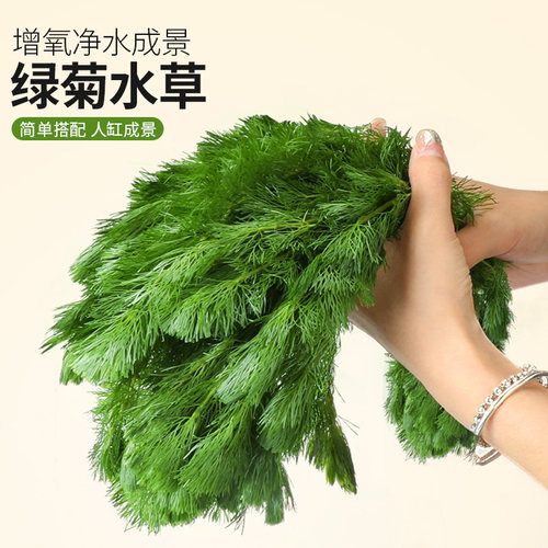 蜈蚣草水草植物养龟鱼缸造景草缸净水火山石绿植新手绿菊后景草