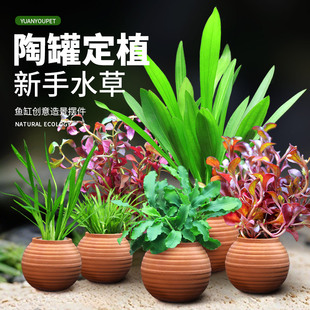 鱼缸水草造景摆件增氧阴性净水定植陶罐水草火山石套餐绿菊绿九冠