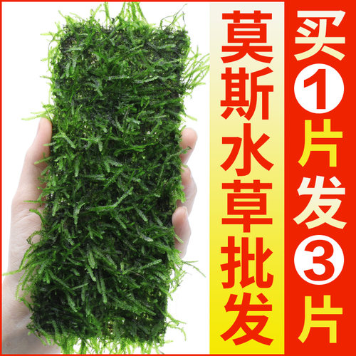鱼缸莫斯水草植物活体