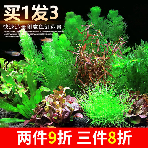 大冰洋活体真水草植物造景套餐