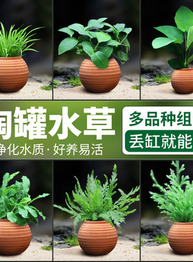 水草鱼缸造景摆件增氧阴性水培榕绿菊蜈蚣草净水定植陶罐水草套餐
