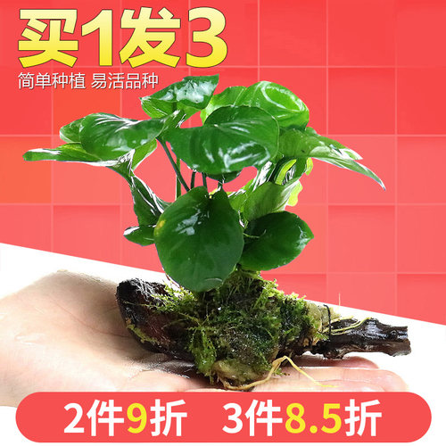 水草植物阴性草素材模板 水草植物阴性草图片下载 小麦优选