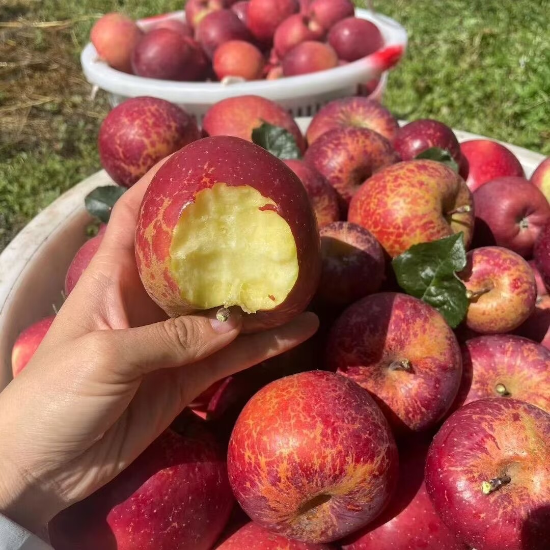 四川大凉山丑苹果冰糖心新鲜水果当季整箱包邮9斤盐源红富士A
