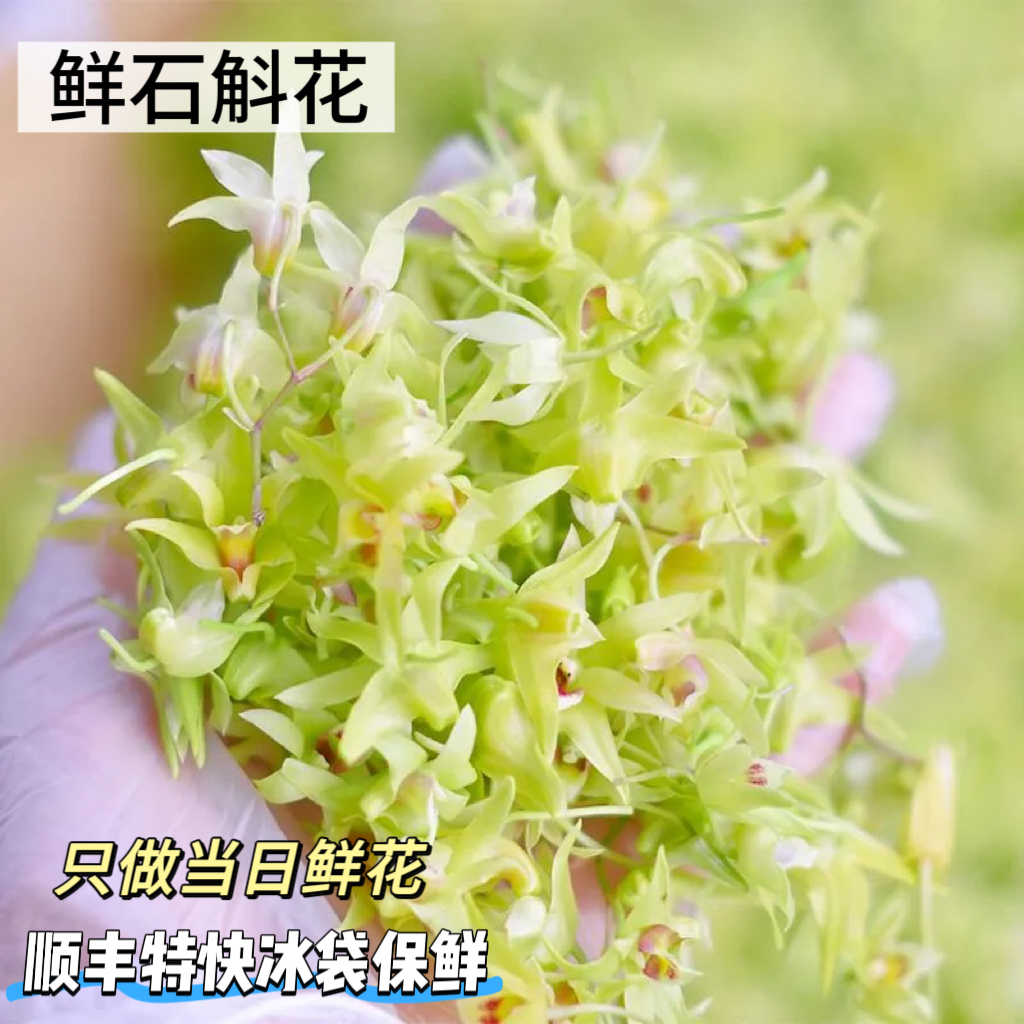 顺丰冷链运输包邮 新鲜铁皮石斛鲜花1斤可食用石斛鲜花当天采摘发