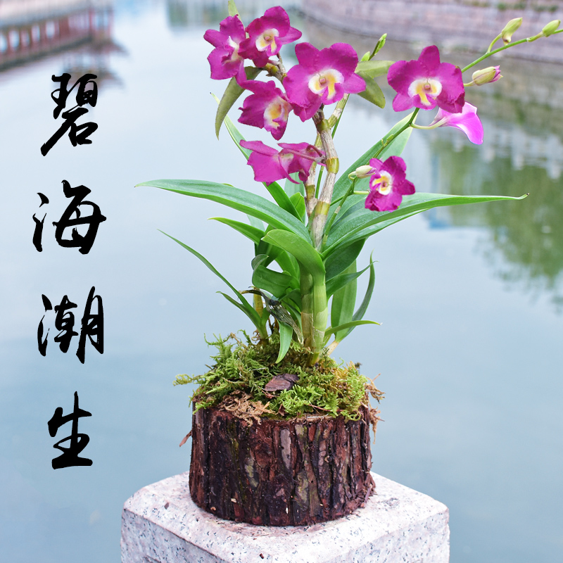 石斛树桩室内绿植小植物花卉盆栽