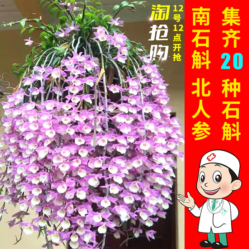 霍山米斛鐵皮石斛蘭花苗辦公室內綠植水生水培植物桌面小盆栽盆景