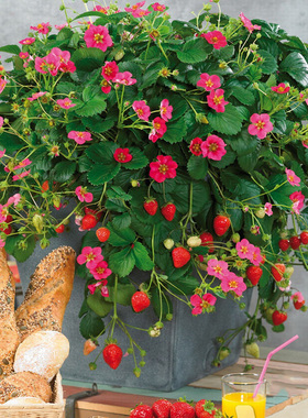 2盆草莓苗秧盆栽带土奶油穴盘大苗红颜阳台庭院室内外家种盆栽