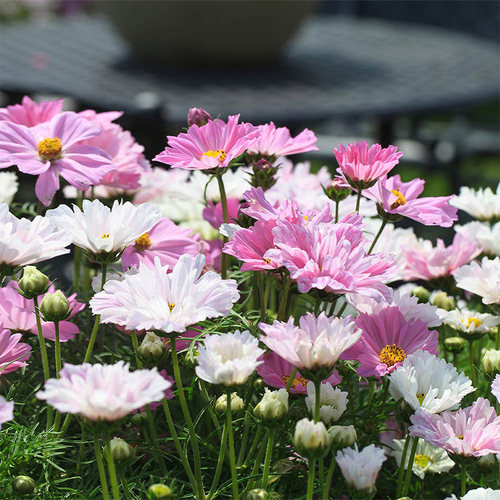 逸棵波斯菊花苗阳台庭院