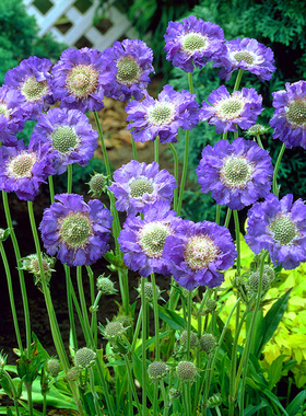 高加索蓝盆花花苗种子苗蓝色白色多年生阳台庭院室内外易种活盆栽