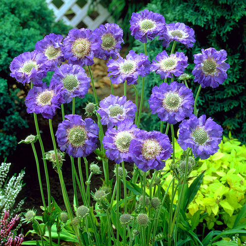 逸棵高加索蓝盆花花苗庭院春季开