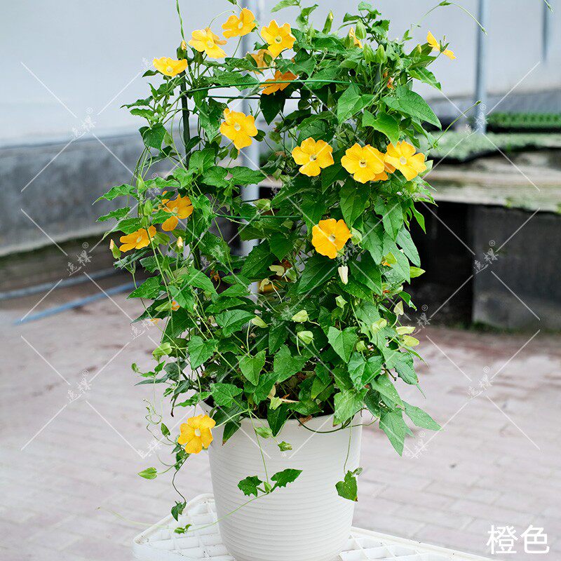 黑眼苏珊花苗种子籽苗大苗小苗四季种开花阳台庭院盆栽易种活爬藤