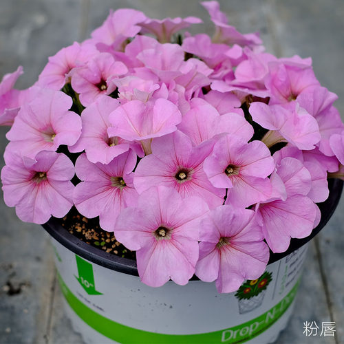 直立矮牵牛花苗阳台四季易种