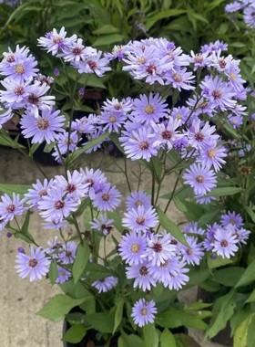 重瓣荷兰菊紫菀小苗小卡罗花籽耐寒盆栽多年生宿根阳台庭院室内外