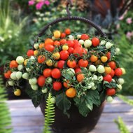 小番茄苗蔬菜苗西红柿苗四季种