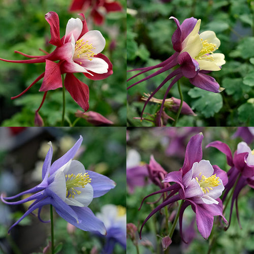 逸棵耧斗菜花苗庭院阳台庭院宿根