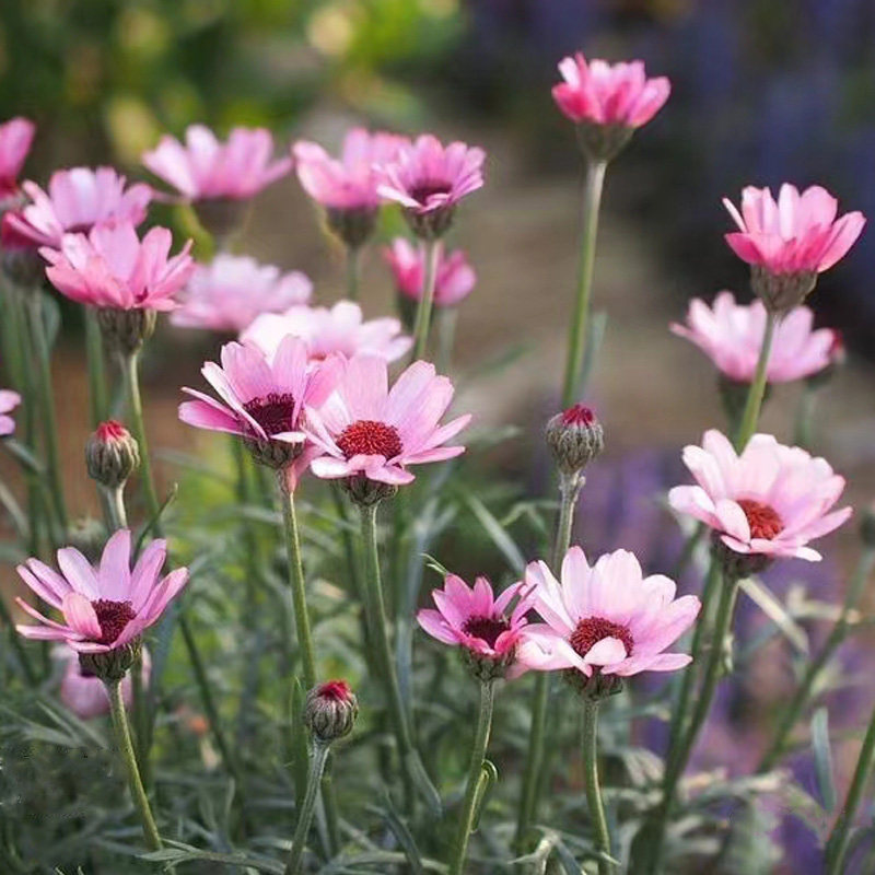 摩洛哥雏菊杏子果酱盆栽花苗小苗四季种开花阳台庭院室内外易种活,鲜花速递/花卉仿真/绿植园艺,种苗/半成品盆栽,淘宝优惠券,粉丝福利购,淘宝优惠卷