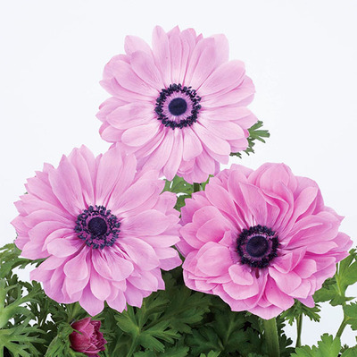 逸棵银莲花多年生阳台春季