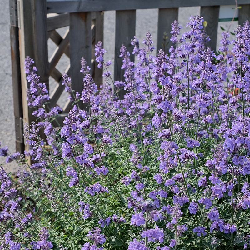 猫薄荷荆芥苗带土种子籽盆栽绿植阳台庭院室内外四季种易活多年生