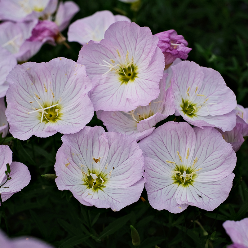 逸棵花苗夏季耐热庭院阳台盆栽