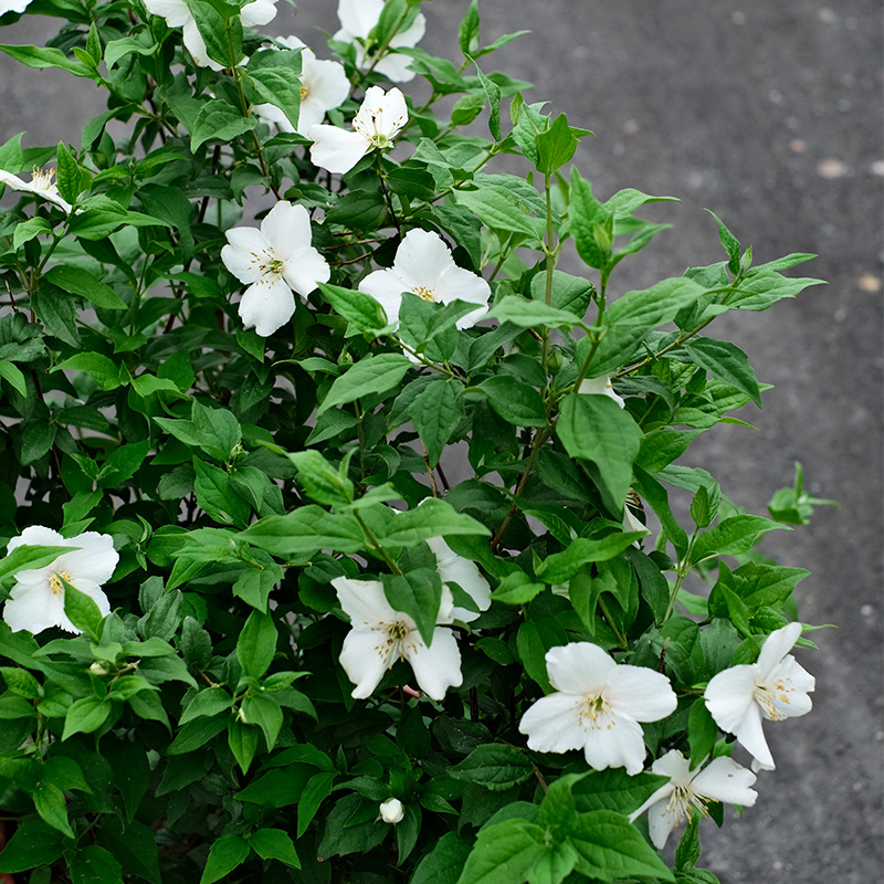 山梅花种苗花苗高株四季可种庭院做花镜阳台植物易种易活