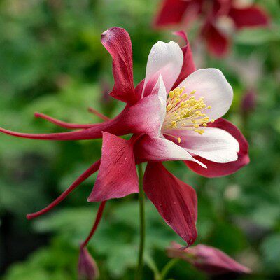 逸棵耧斗菜花苗阳台庭院春季开花