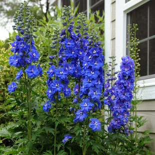 2株多年生大花飞燕草花苗种子籽苗小苗重瓣北极光春开花庭院宿根