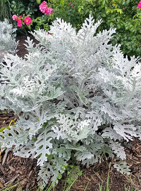 银叶菊花苗绿植配叶观叶盆栽