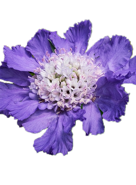 逸棵高加索蓝盆花花苗庭院春季开