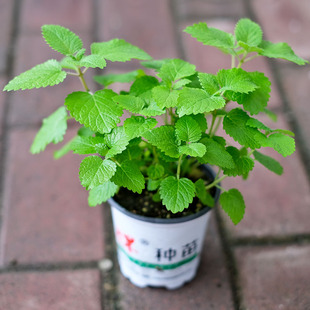 新柠檬香蜂草盆栽可食用薄荷种子苗室内盆栽绿植办公桌面香草