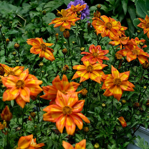 耐热室外易种逸棵四季鬼针草