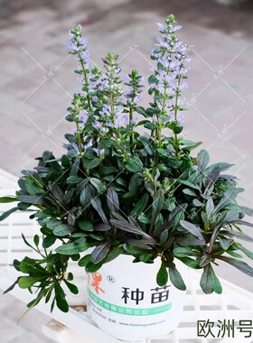 多年生姬十二单筋骨草号角草阳台庭院室内外四季种开花易成活盆栽